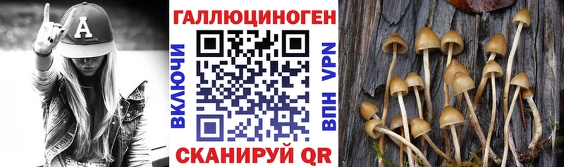 блэк спрут зеркало  Камышлов  Псилоцибиновые грибы Psilocybine cubensis 